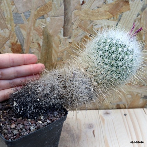 Thelocactus macdowellii vaso - macdowellii, 8