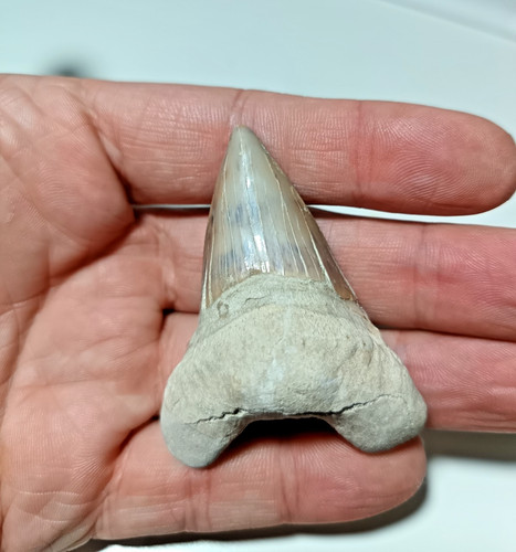 Large 6cm inch eocene - inch,