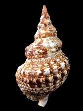 Charoniidae, Charonia variegata, Itarema, Cearà, Brazil, 305 UP mm,UNCOMMON SIZE