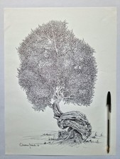 Ulivo salentino disegno - ulivo,