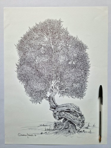 Ulivo salentino disegno con - salentino,