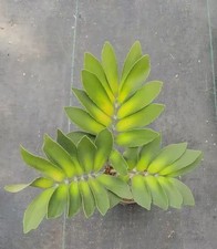 Zamia furfuracea WYSIWYG