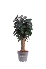 Pianta di Polyscias Fabian