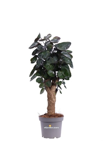 Pianta polyscias fabian - pianta, di