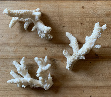 CORALLO NATURALE BIANCO-TRE RAMETTI