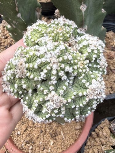 Rara pianta cactus - pianta, di