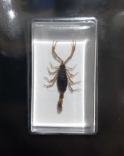 SCORPIONE DORATO REAL Della