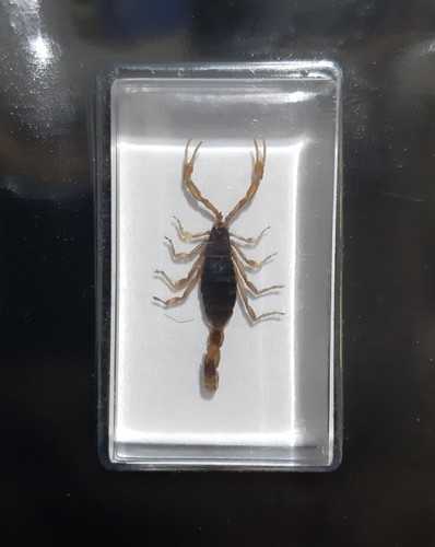Scorpione dorato real della - dorato,