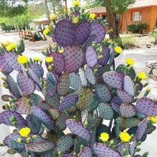 opuntia  viola n. 1 Talea  -