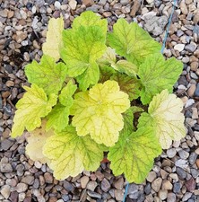 Heuchera hybrida electra - x,