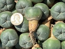 Ariocarpus Astrophytum