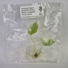 Alocasia Dragon Scale Albo