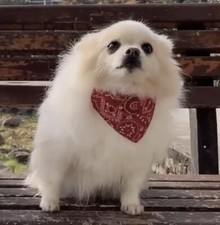 COLLARE BANDANA M CANE GATTO