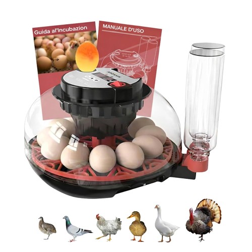 Incubatrice uova gallina - incubatrice,