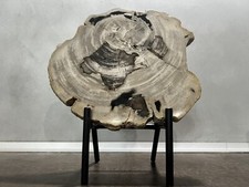 Fetta di LEGNO PIETRIFICATO su