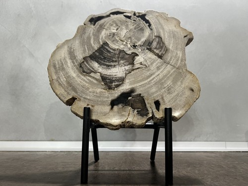 Fetta legno pietrificato - di, su