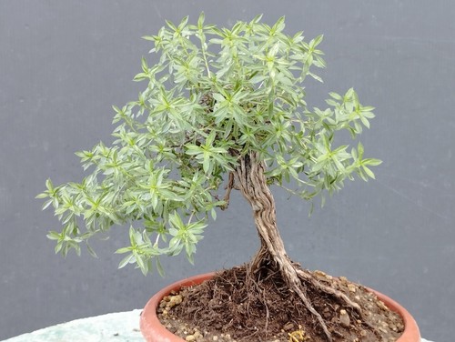 Bonsai timo mediterraneo - bonsai, di