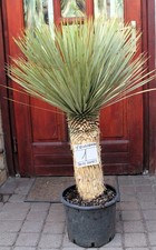 Yucca rostrata dal Messico