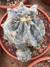 Ferocactus glaucescens INERMIS MONSTRUOSUS S4