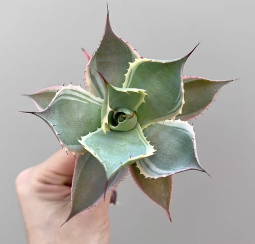 6cm agave potatorum - potatorum, 'eye