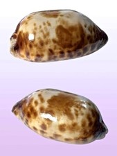 Cypraea testudinaria, Buton, Indonesia, 126,2 mm, EXTRA LARGE, SPECIAL COLORS