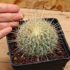 Thelocactus macdowellii Vaso