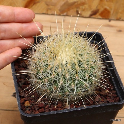 Thelocactus macdowellii vaso - thelocactus,