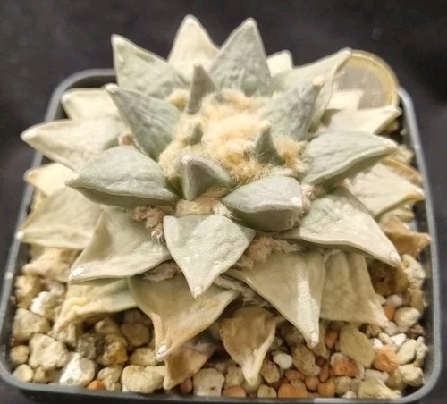 Ariocarpus scapharostroides - ariocarpus,