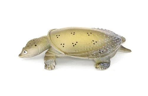 Tartaruga marina animale