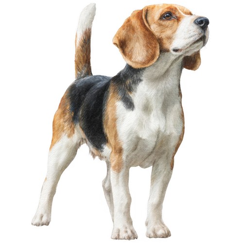 Adesivi beagle auto - beagle,