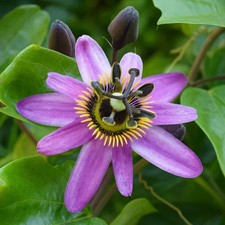 10 semi di Passiflora