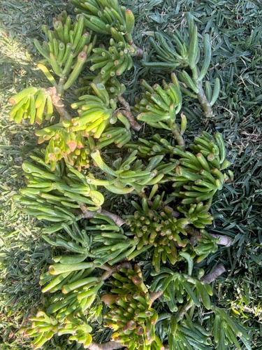 Tagli succulenti giada - giada, 4"