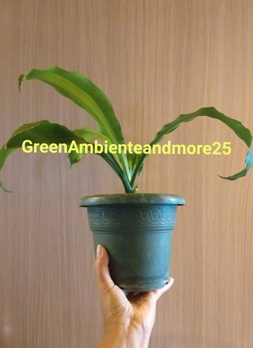 Dracena dorado altezza - dracena,