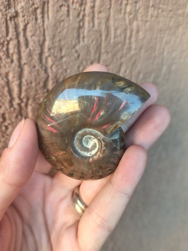 Minerali ammonite fossile - minerali, ***