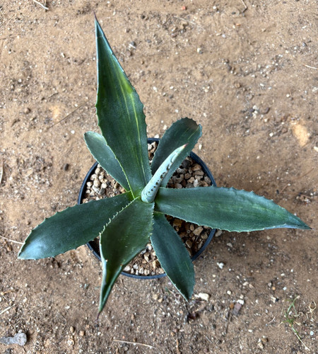 Agave americana striata - agave,