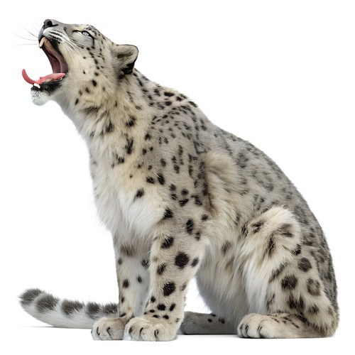 Adesivi leopardo delle nevi - adesivi,