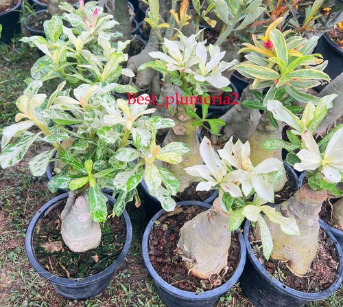 Adenium obesum variegato - , 6