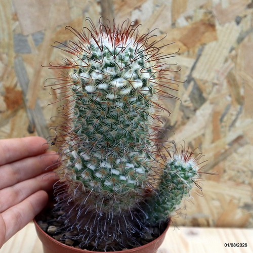 Mammillaria bombycina vaso - bombycina, 10