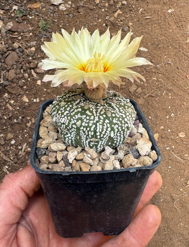 Astrophytum asterias - astrophytum,