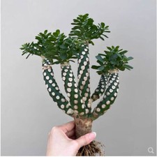 2 pezzi Euphorbia royleana