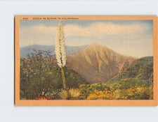 Cartolina Yucca In Fiore In