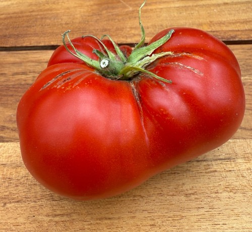 Nonna antonia antica varietà - nonna,