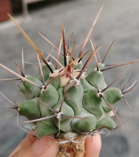 Pianta di cactus succulenta