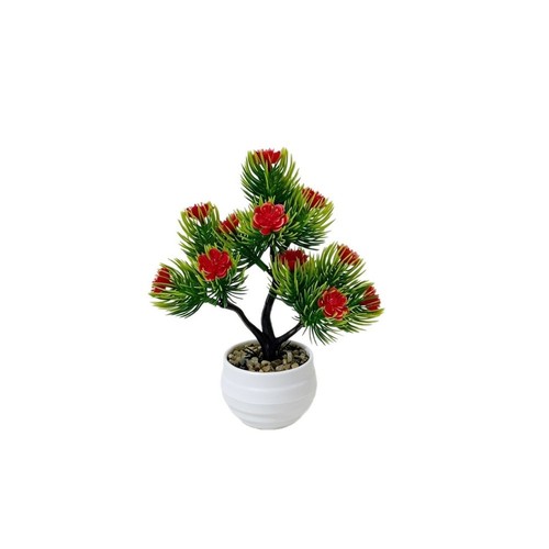 Bonsai pino interno - bonsai,