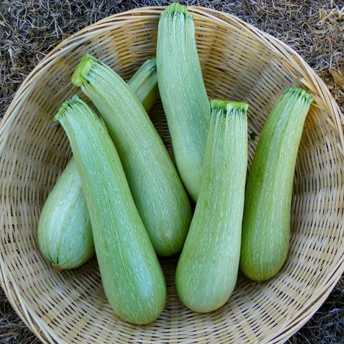 Zucchine italiane genovese - zucchine,