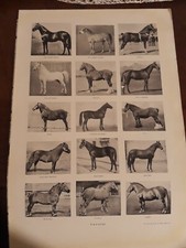 cavalli lipizzano pony del