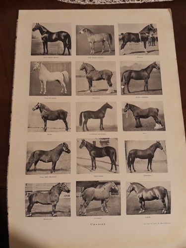 Cavalli lipizzano pony del - cavalli,