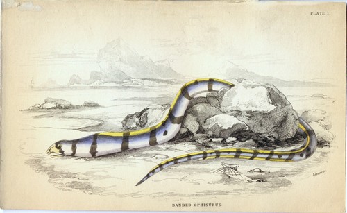 Anguilla serpente jardine - anguilla,