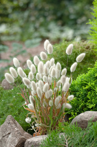 Lagurus ovatus coda di - lagurus,
