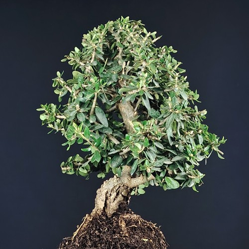 Olivenbaum bonsai wildolive - olivenbaum,